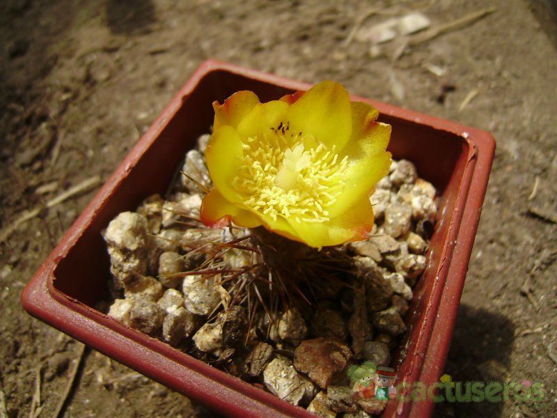 Una foto de Cumulopuntia sphaerica