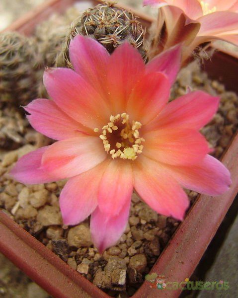 A photo of Lobivia pygmaea