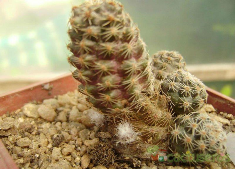 A photo of Lobivia pygmaea