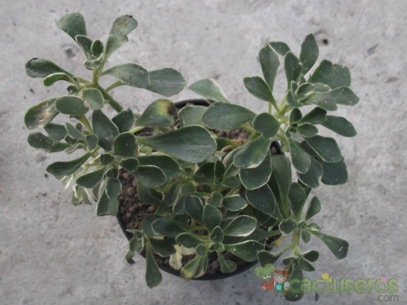 Una foto de Aichryson x-aizoides var. domesticum fma. variegada