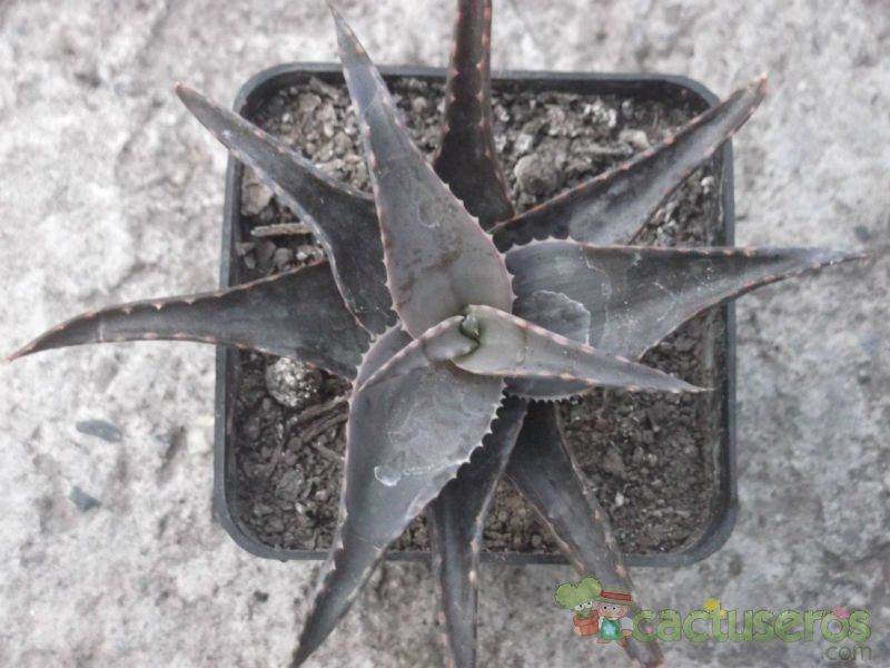 Una foto de Aloe comptonii  