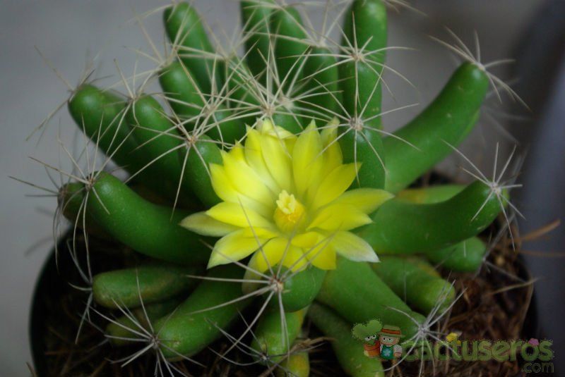 Una foto de Mammillaria longimamma