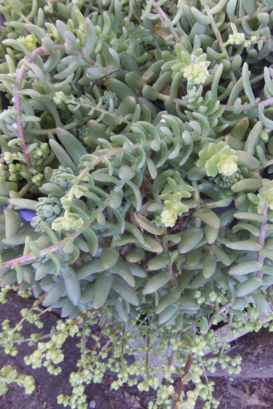 Foto de un cactus que se está identificando actualmente