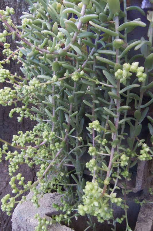 Foto de un cactus que se está identificando actualmente