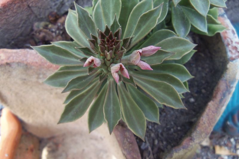 Una foto de Euphorbia guentheri
