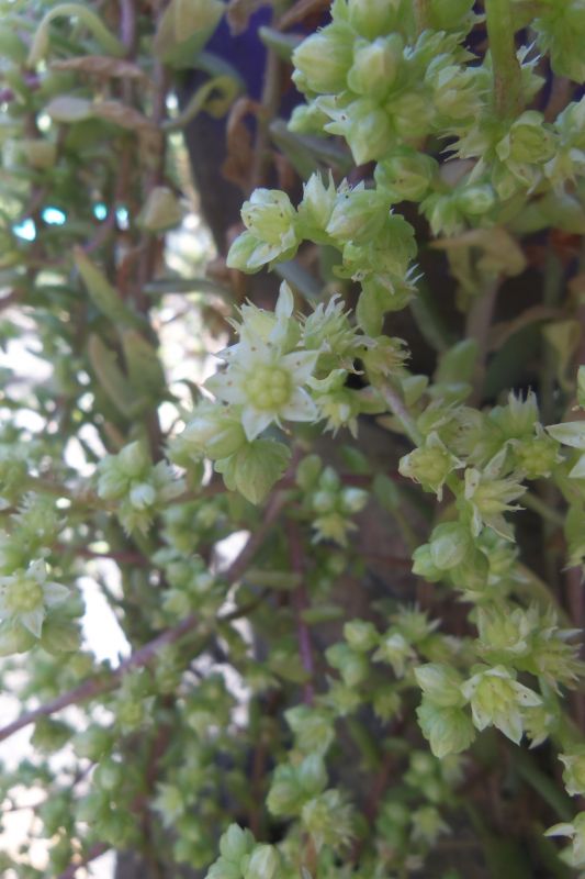 Foto de un cactus que se está identificando actualmente