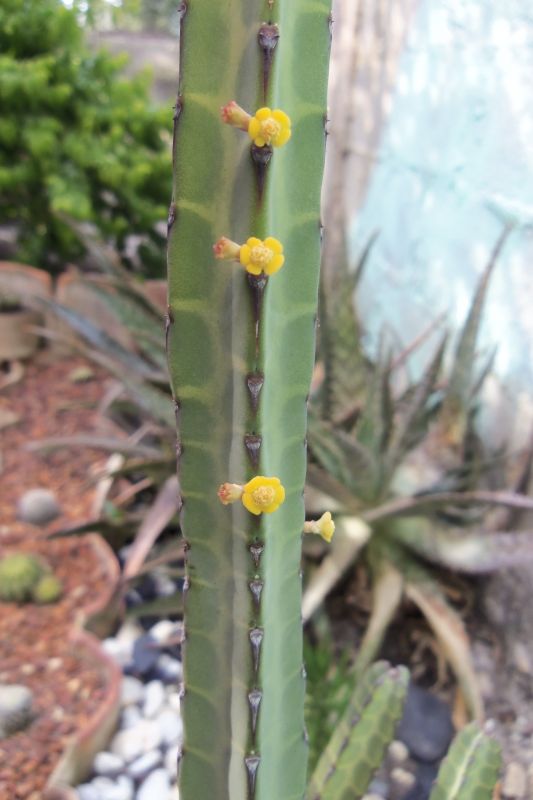 A photo of Euphorbia heterochroma