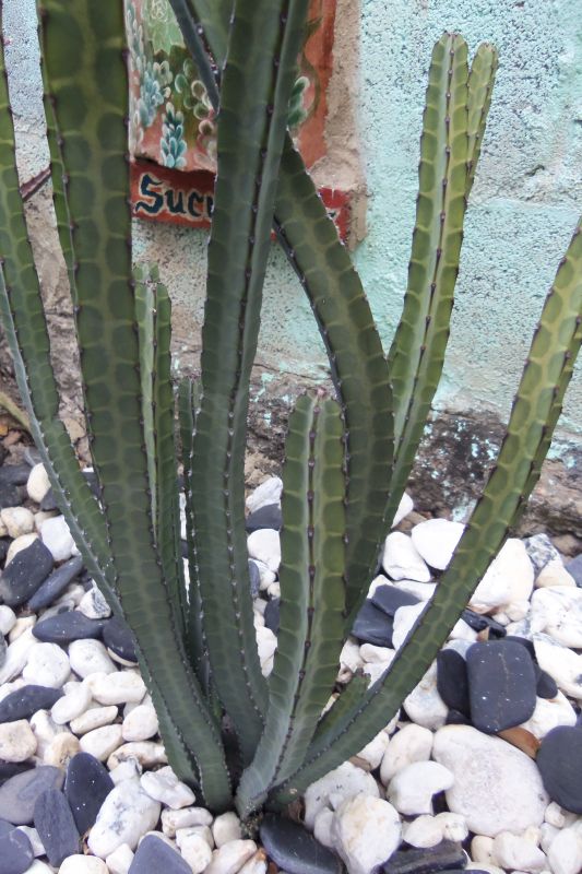 A photo of Euphorbia heterochroma