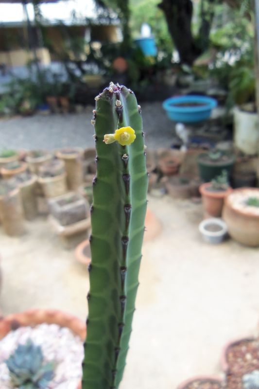 A photo of Euphorbia heterochroma