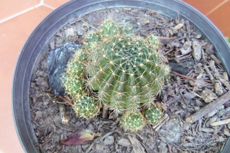Una foto de Echinopsis arachnacantha