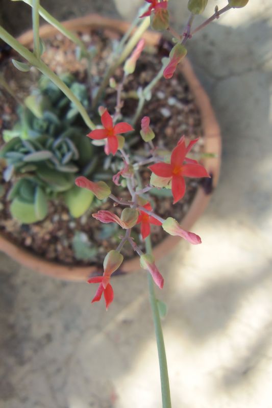 Una foto de Kalanchoe rotundifolia