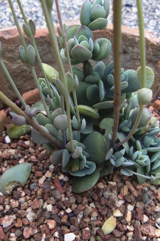 Una foto de Kalanchoe rotundifolia