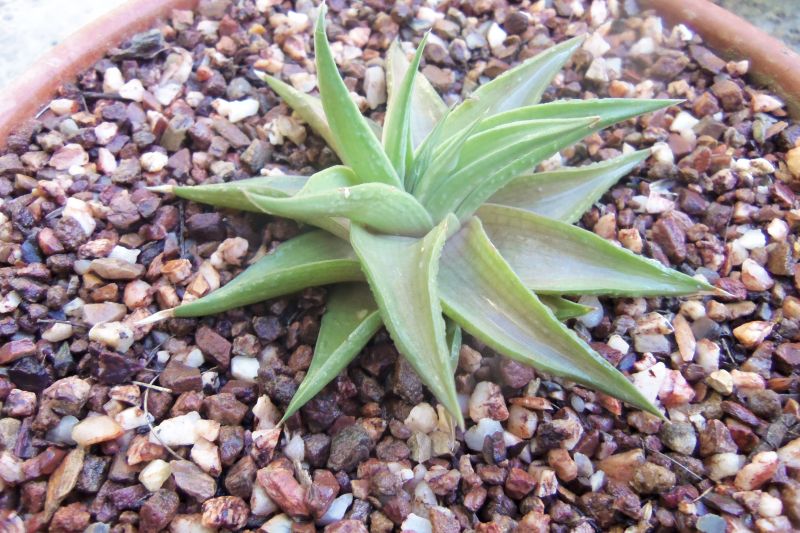 A photo of Haworthia limifolia var. ubomboensis