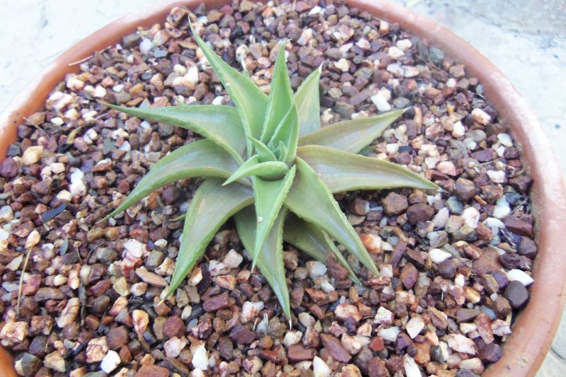 A photo of Haworthia limifolia var. ubomboensis