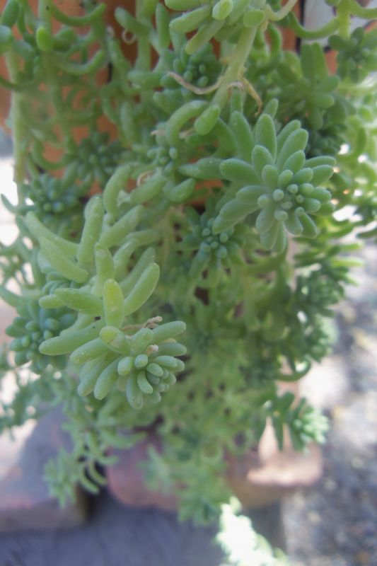 Foto de un cactus que se está identificando actualmente