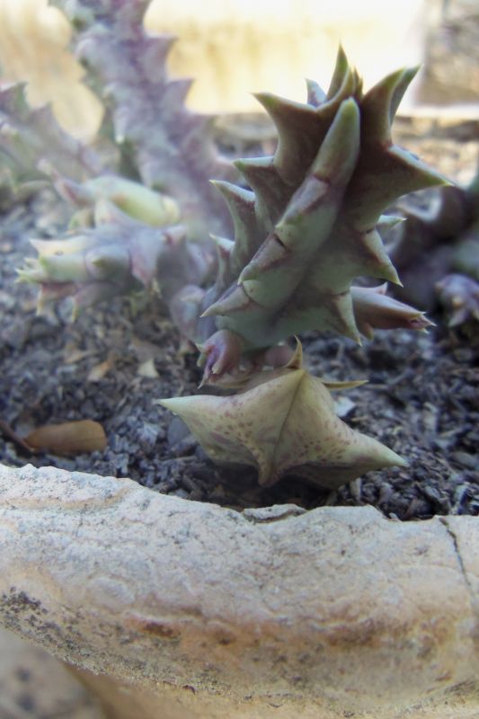 A photo of Huernia zebrina