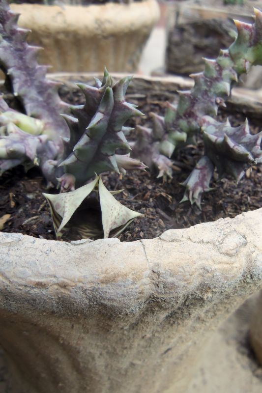 A photo of Huernia zebrina