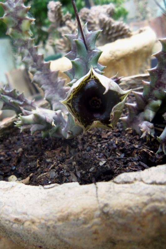 A photo of Huernia zebrina