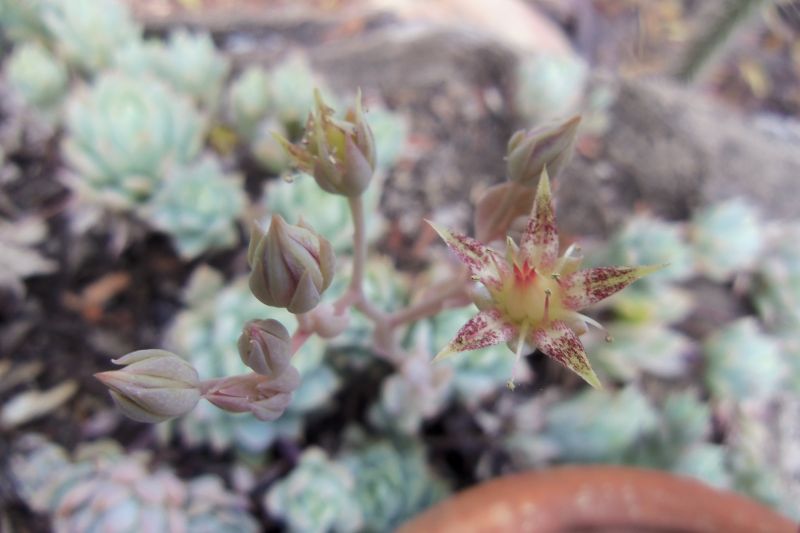 Una foto de Graptopetalum macdougallii