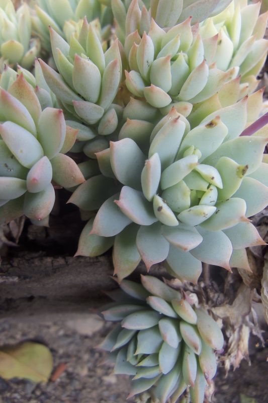 Una foto de Graptopetalum macdougallii