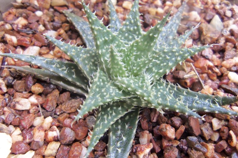Una foto de Aloe Pepe (Aloe Discoingsii x Aloe Haworthioides)