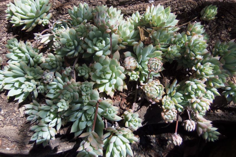 Una foto de Graptopetalum macdougallii