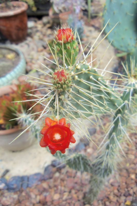 A photo of Opuntia lilae