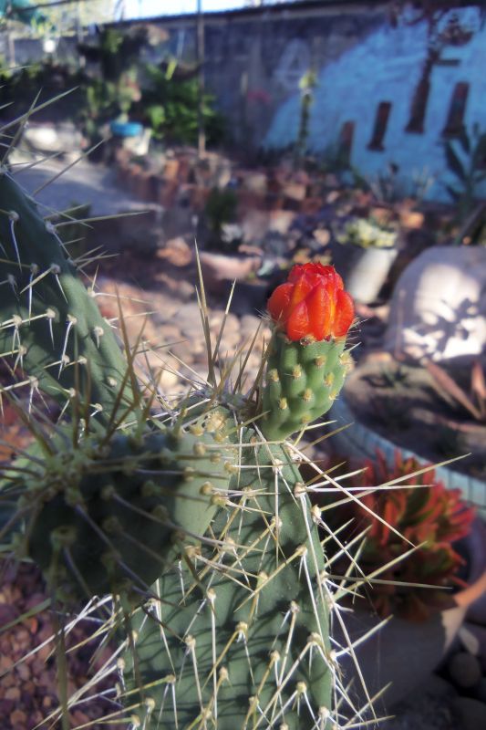 A photo of Opuntia lilae