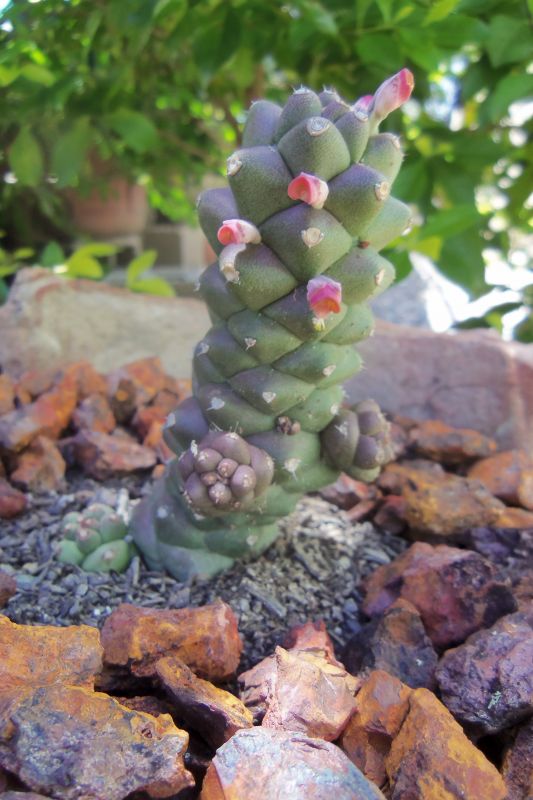 Una foto de Euphorbia ritchiei subsp. nyambensis