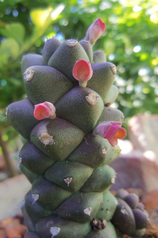 Una foto de Euphorbia ritchiei subsp. nyambensis
