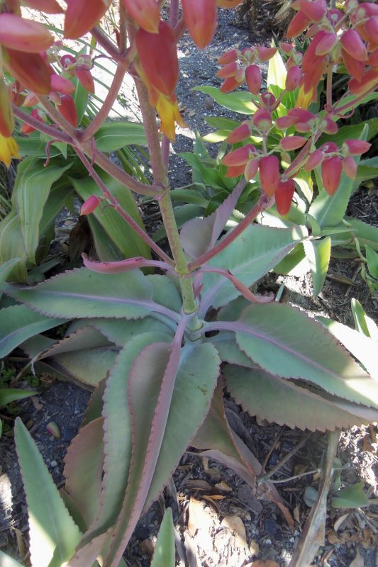 A photo of Kalanchoe mortagei