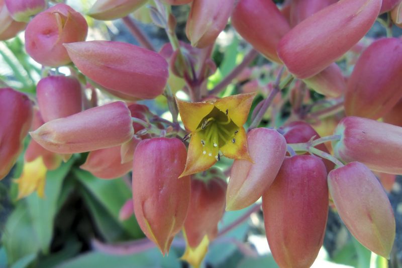 A photo of Kalanchoe mortagei