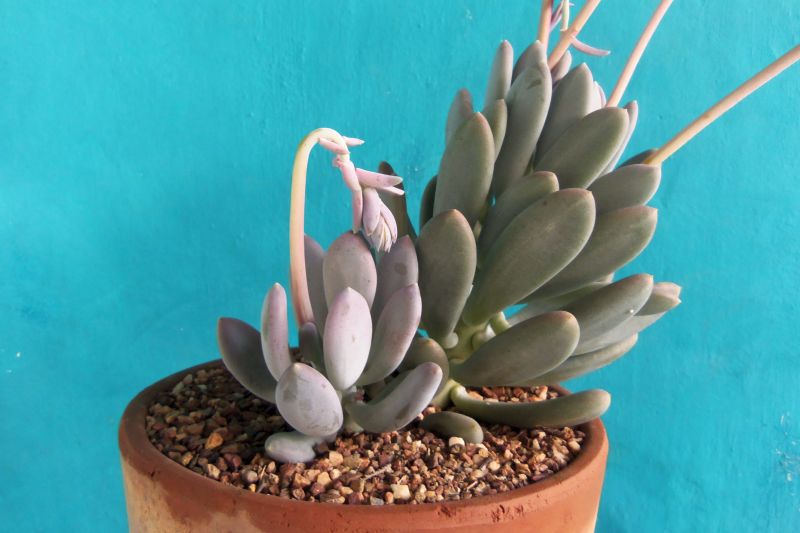 Una foto de Pachyphytum glutinicaule