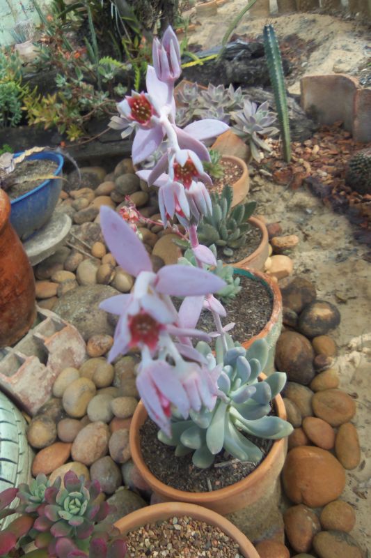 Una foto de Pachyphytum glutinicaule