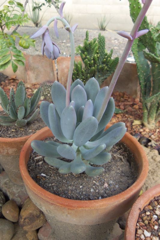 Una foto de Pachyphytum glutinicaule