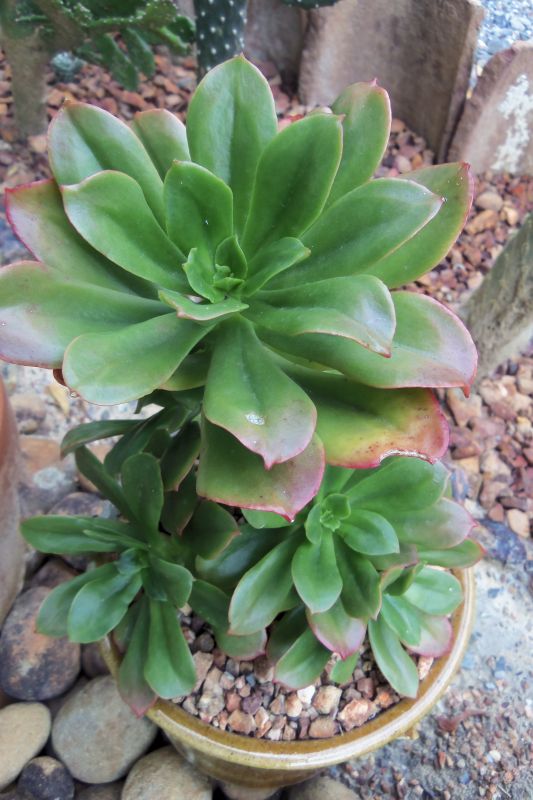 Photo of a cactus currently being identified