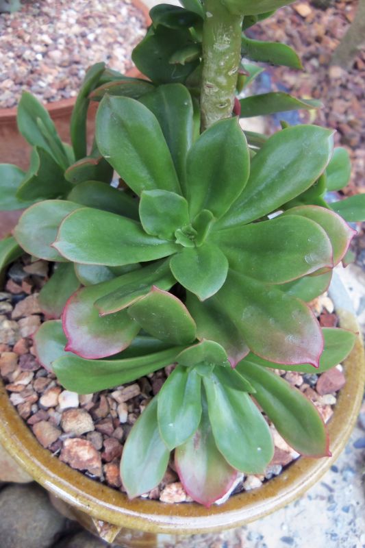 Photo of a cactus currently being identified