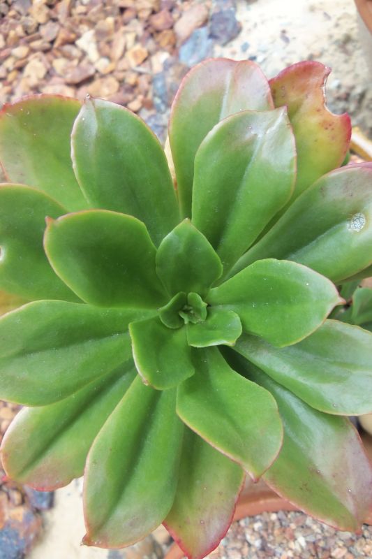 Photo of a cactus currently being identified
