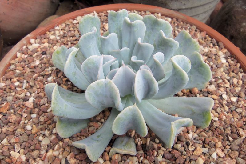 A photo of Echeveria runyonii cv. Topsy turvy 