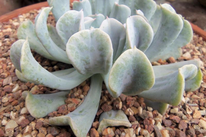 A photo of Echeveria runyonii cv. Topsy turvy 