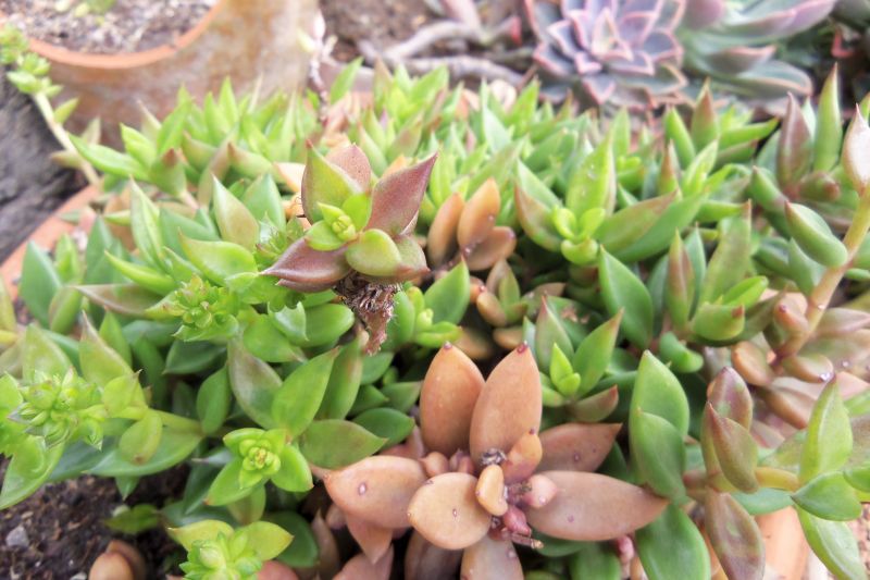 A photo of Lenophyllum acutifolium  
