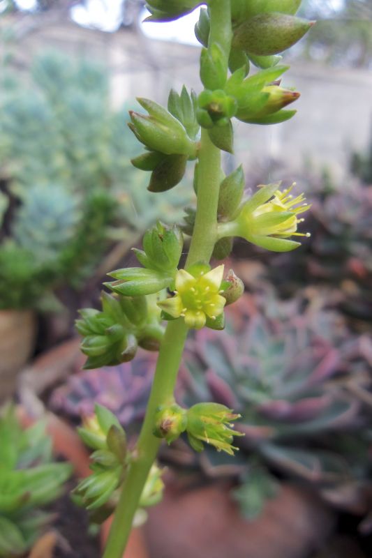 A photo of Lenophyllum acutifolium  