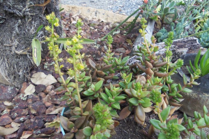 A photo of Lenophyllum acutifolium  