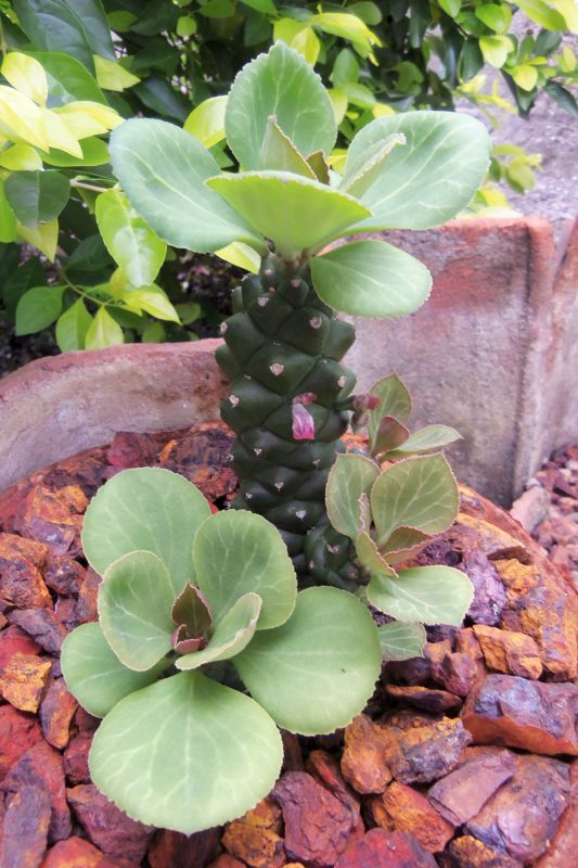 Una foto de Euphorbia ritchiei subsp. nyambensis
