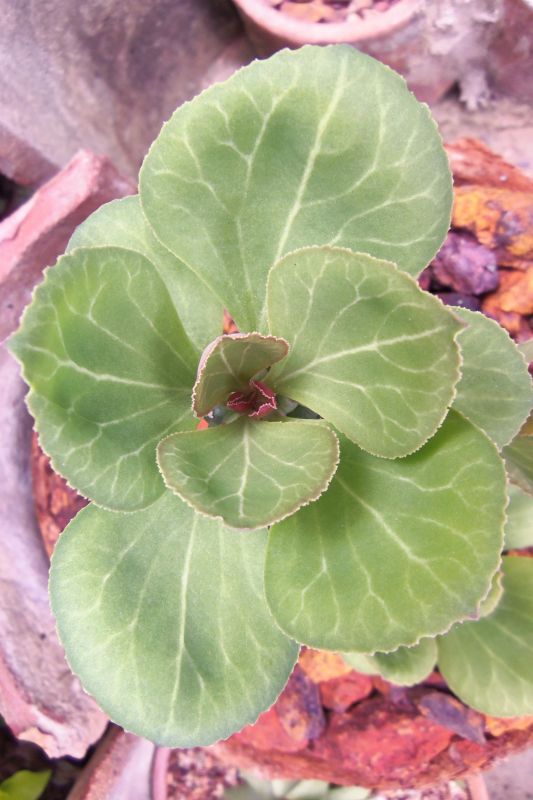 Una foto de Euphorbia ritchiei subsp. nyambensis