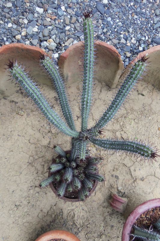 A photo of Euphorbia baioensis