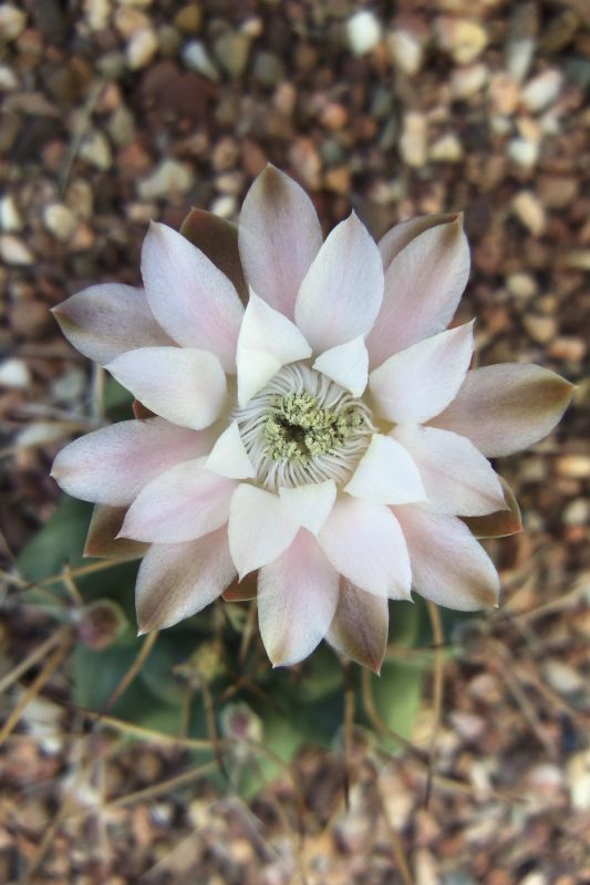 Una foto de Gymnocalycium schickendantzii