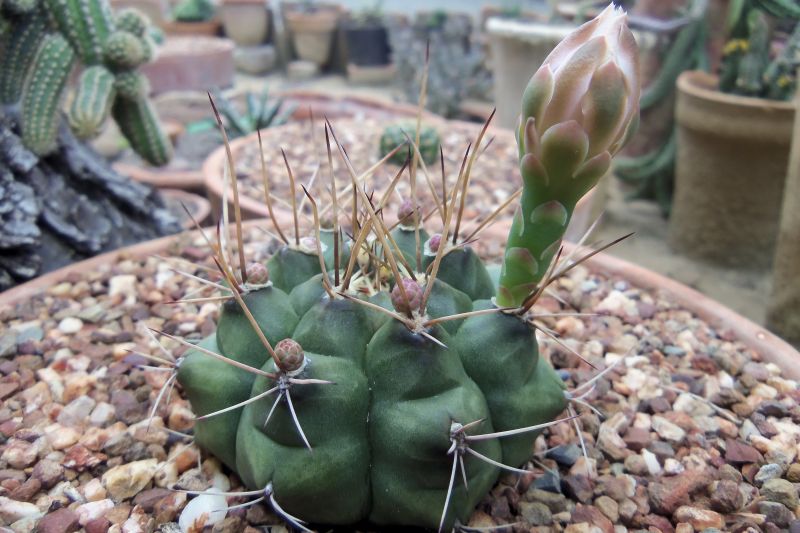 Una foto de Gymnocalycium schickendantzii