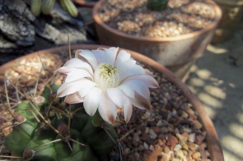 Una foto de Gymnocalycium schickendantzii