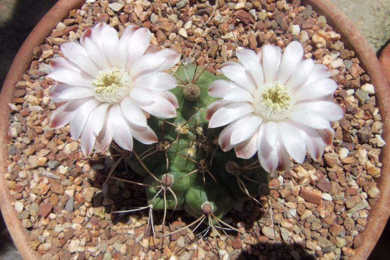 Una foto de Gymnocalycium schickendantzii